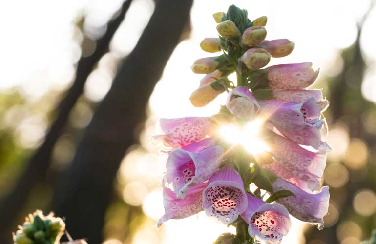 Shade flowers:

I’ve put together a list of #flowers that grow in shade, so you can pick your favourites to plant in your #garden this year.

allthatgrows.co.uk/flowers/shade-…