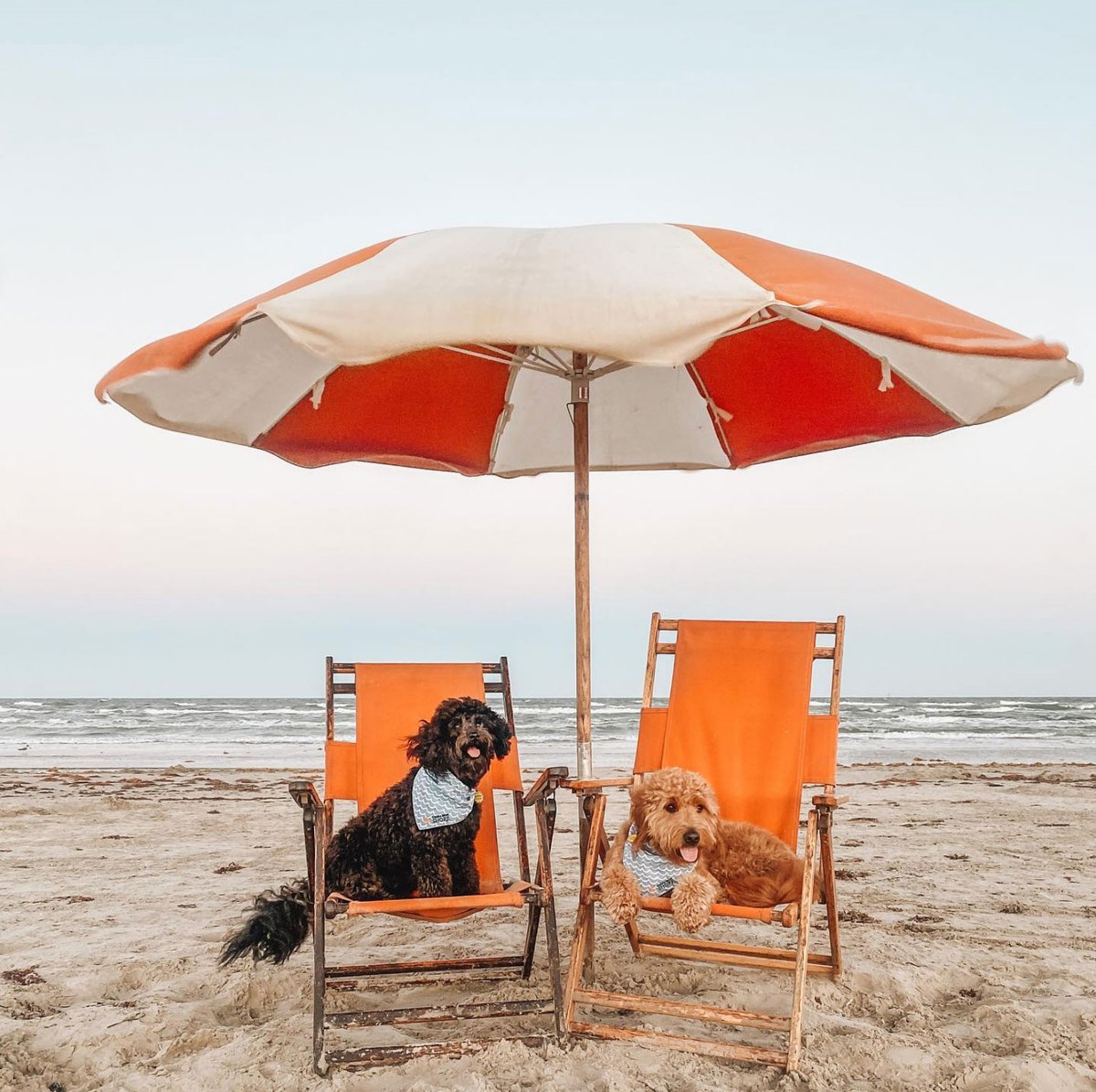 texasgov's tweet photo. Hope all the doggos and their humans are enjoying this #NationalDogDay as much as Mozart and his friend are on Cinnamon Shore. #TexasTails https://t.co/A7yqPKx9Rd