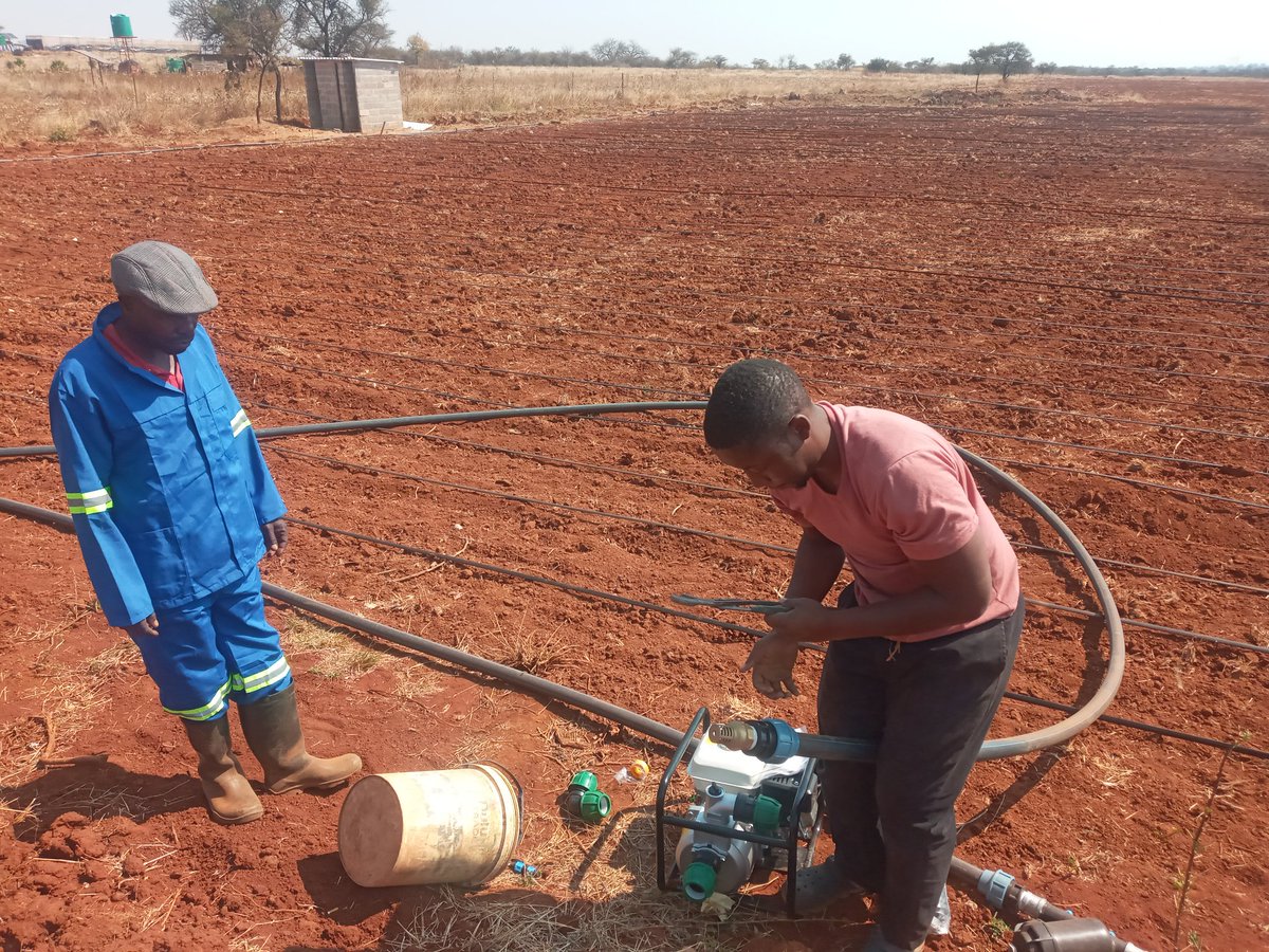 Tichfarmer's tweet photo. From virgin land with trees to a usable land. Welcome to our bulawayo project soon there will be horticulture produces mainly for the provinces of Kings and Queens. https://t.co/rShdxDagks