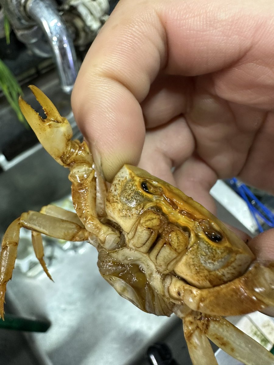 アクアフィールド @アクアリウムバス 3/29/2026 tweet media