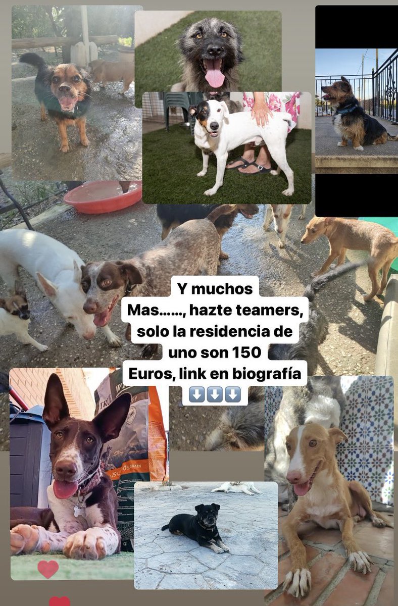 Necesitamos que exista la magia que suban los teamers, donaciones y adopciones, no podemos mas de animales abandonados y las ayudas son escasas, sino nos veremos abocados a cerrar,os dejamos el link

teaming.net/protectoraelbo…