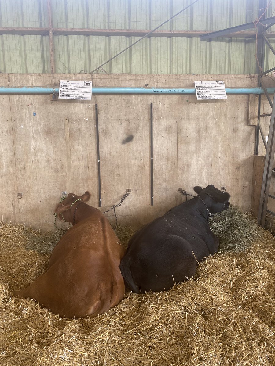 The Junior division is all settled in at the <a href="/CDNJuniorLimo/">Canadian Junior Limousin Association</a> #Impact2023 in Spencerville. Stop by for a visit!