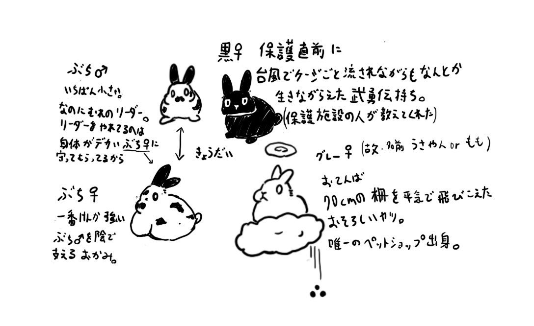 我が家のうさぎ達 
