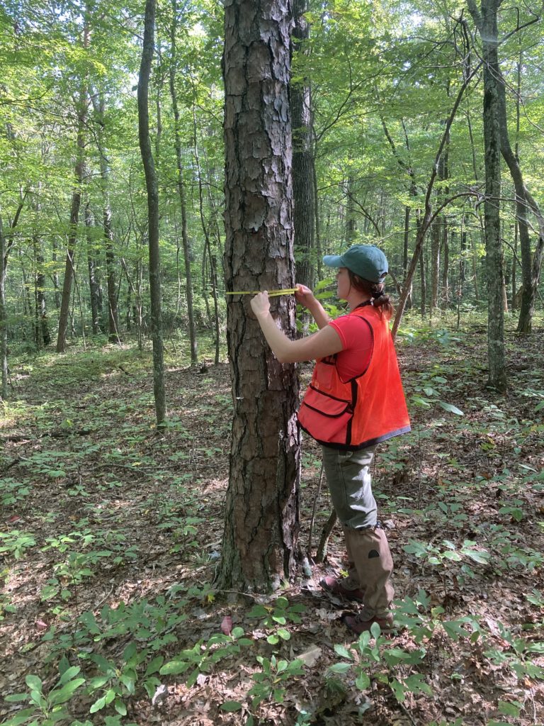 The Southeast Region of the Forest Stewards Guild recently finished a multi-year project on the Cumberland Plateau of Kentucky and Tennessee focused on the restoration of shortleaf pine on public and private lands.

Across the Landscape article: foreststewardsguild.org/enews/shortlea…