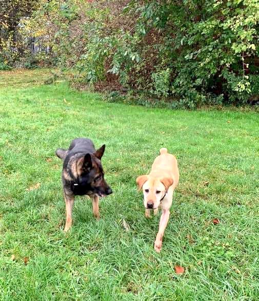 BTPDogs's tweet photo. PC Reed was congratulated on completing his Police service by @BTPJordan. PC Reed started his Police career in 1984 with @HertsPolice & transferred over to BTP in 2005.
PD Jonah & PD AJ will also retire together.
@BTP Tik Tok will not be the same ๐คฃ
โฌ๏ธ
https://t.co/5T73pYfIig https://t.co/8AgZsx3FKZ
