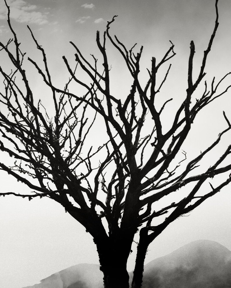 denisolivierart's tweet photo. NEW! Ashaig Cemetery Tree, Breakish, Isle Of Skye, Scotland. August 2022. Ref-11732: Get prints https://t.co/fWeorOH3Ql
#cemetery @kodak #artistic @kodak_shootfilm #scotland #tree #breakish #isleofskye #ashaig #filmphotography #m6 #museum @kodakcameraclub #scottish #creator… https://t.co/QNmMUrFfFK