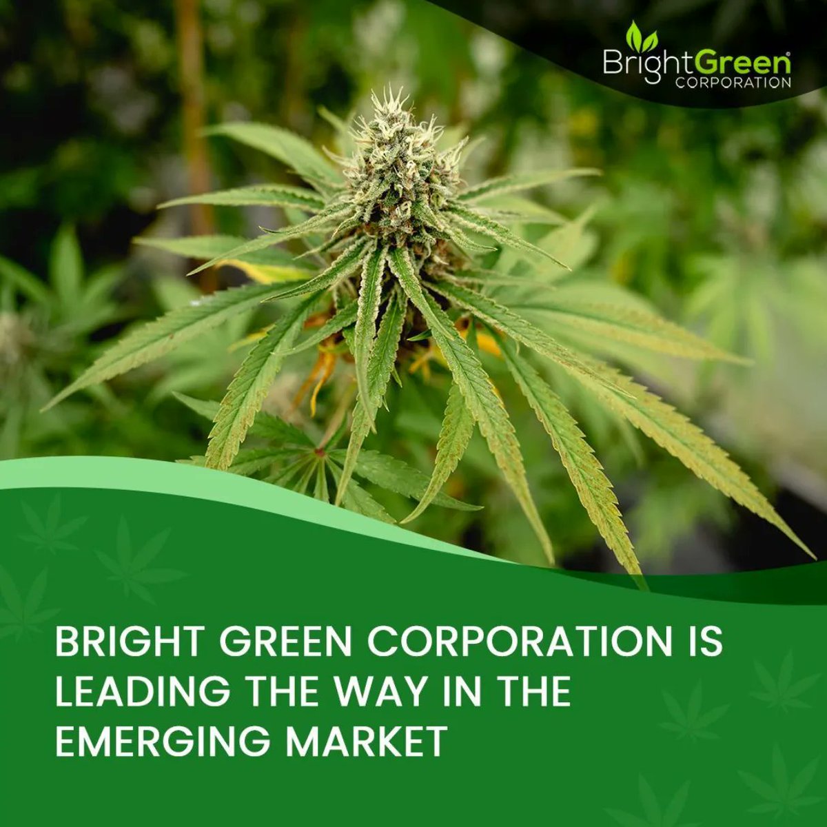 BrightGreenUSA's tweet photo. Bright Green can operate at an unprecedented scale through these collaborations with state and federal agencies while ensuring compliance, security, and integrity.

#BrightGreen https://t.co/qxlaaCAJ4C