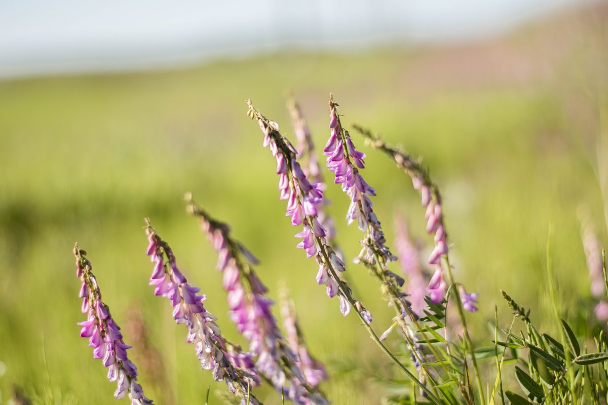 Bering Land Bridge NP tweet media