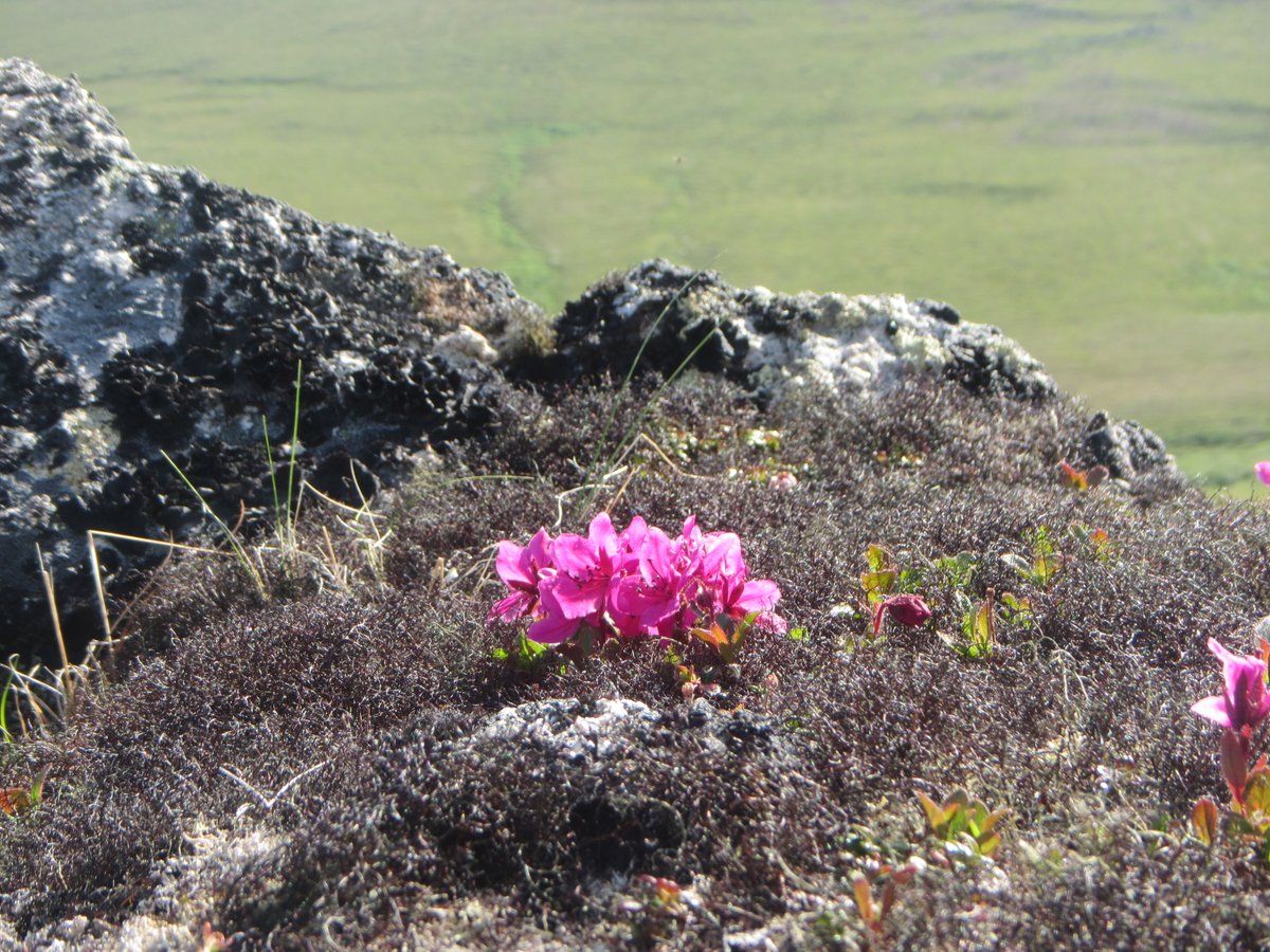 BeringLandNPS tweet picture