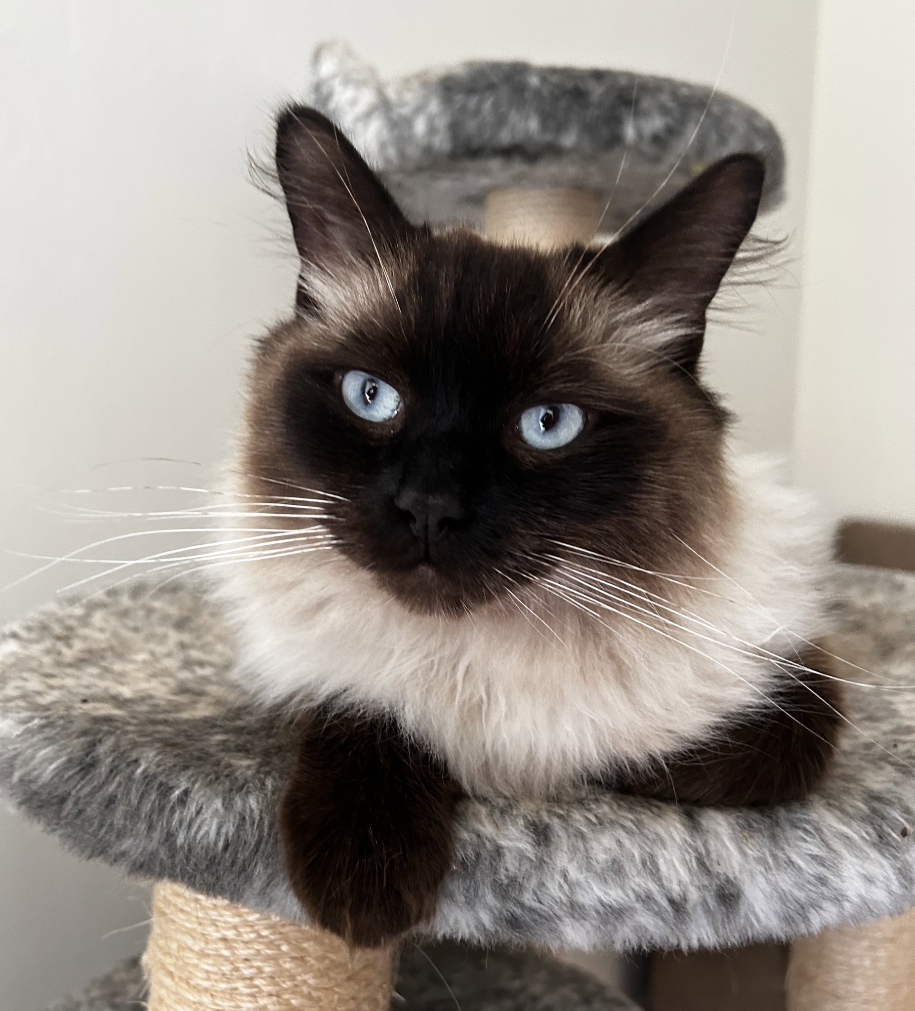 Baileys ragdolls top