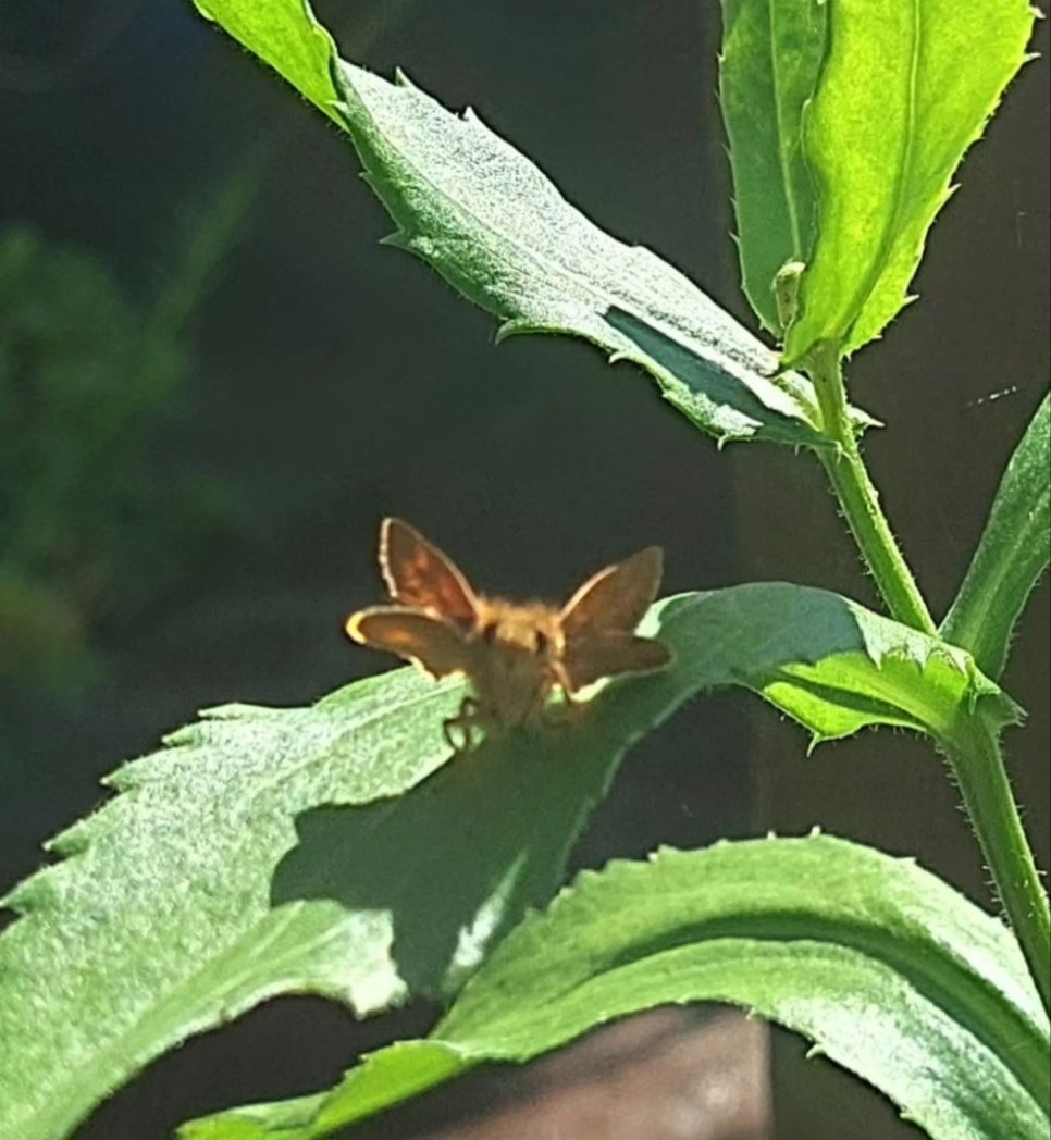 Is anyone still around here? It's been a while, but I thought I'd pop by and share a blog post and a picture of my little fuzzy fairy friend. I'm contemplating coming back here for the spooky season, but we'll see. 🎃 I hope everyone's doing well! heykennarae.com/blog/the-upsid…