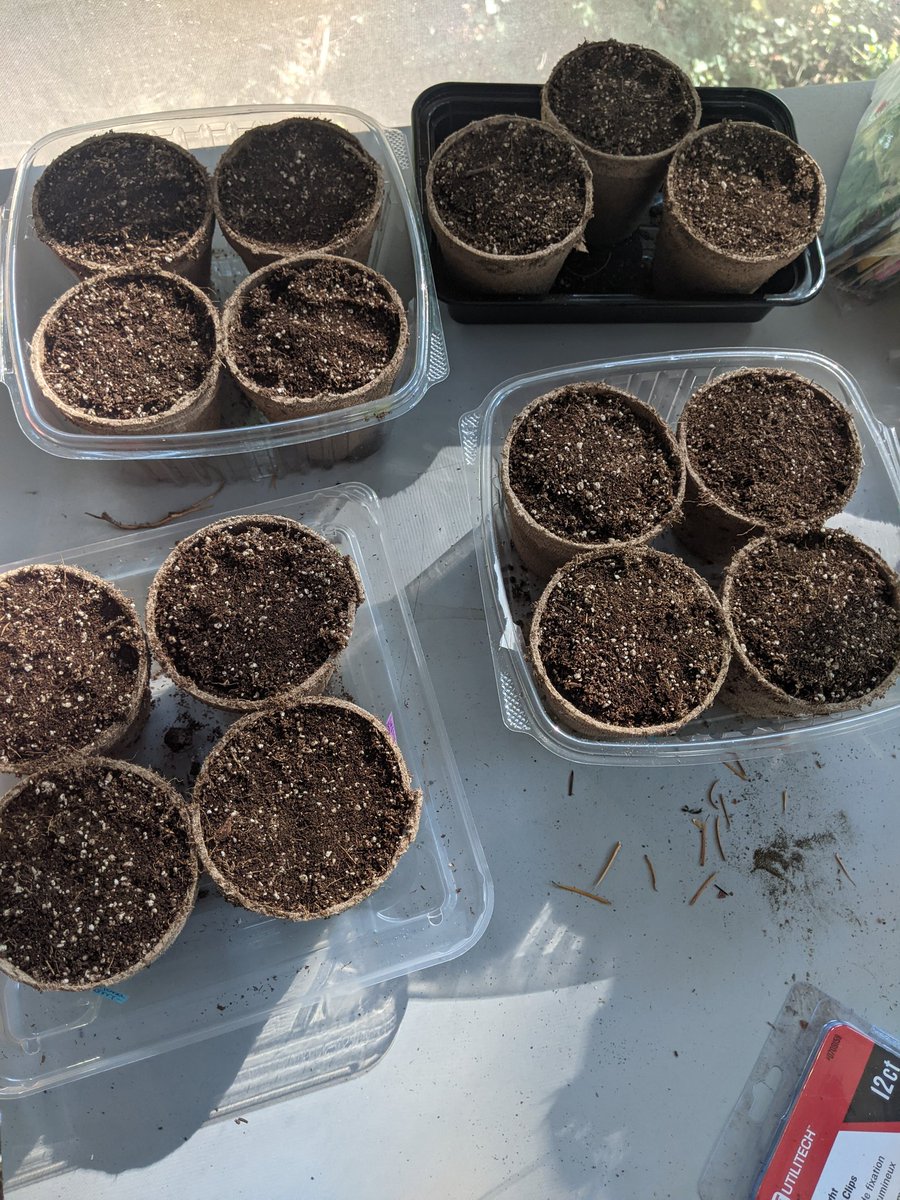 Hoping for some seedlings. I got everything I wanted in the soil cups  except for pumpkin. #Zone8b 
With the way things are going, I feel a little relieved to have an "insurance policy". Now, to get a freezer for the homestead.