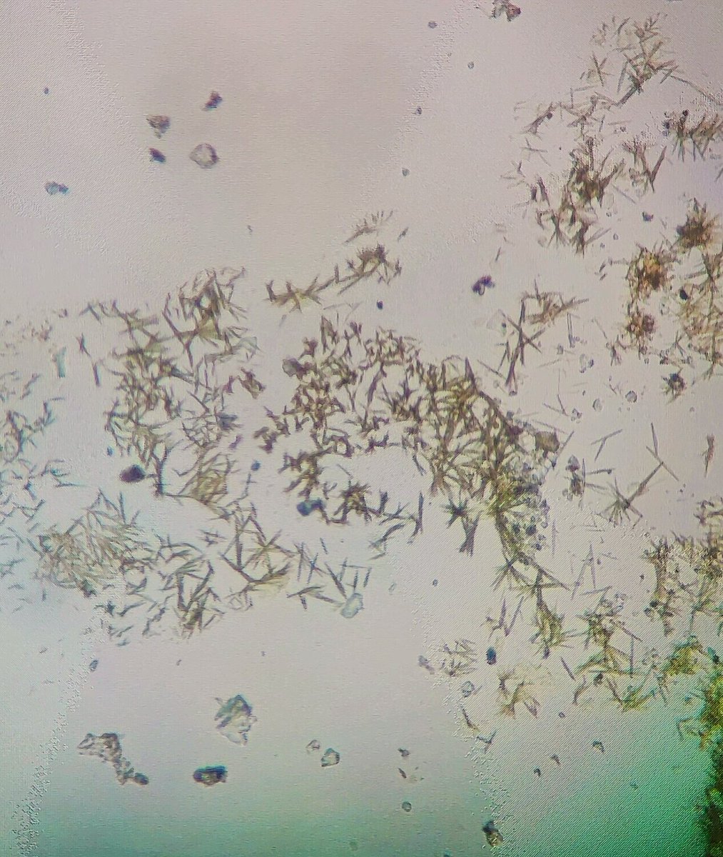 BiologyLums's tweet image. Crystal isolation from Lichens of Skardu valley as a part of #BIO102 lab activity. Lichens crystals are lipids in nature and have traditionally been used for identification. @sbasselums @LifeAtLUMS #LUMSxUOBS23
