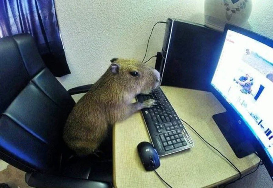 CapybaraGang tweet media