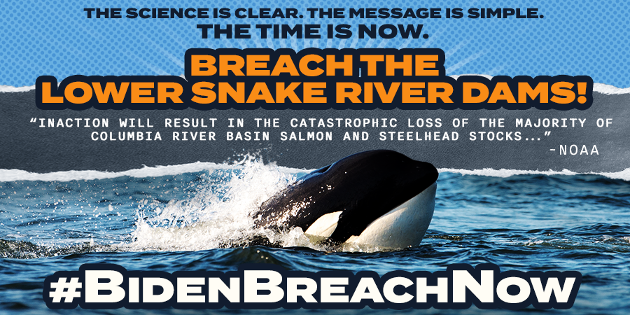 FureverAndadae's tweet photo. Let's #Orcanize &amp; TAKE ACTION for critically endangered Southern Resident #Blackfish &amp; endangered Snake River #salmon! Urge @POTUS To breach the 4 lower Snake River dams this year! #BidenBreachNow #NoFishNoBlackfish #Superpod8 https://t.co/oEXcsPfV9w https://t.co/FZY1XxTabD