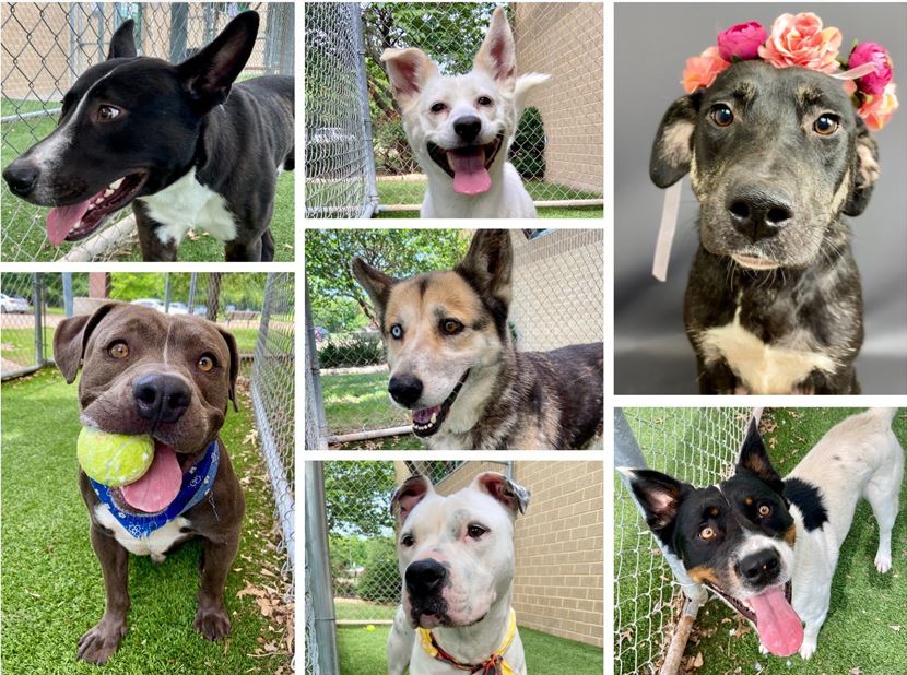 The answer from Parks Paws Adoption question from yesterday!
🥁 Drum Roll.... 🥁 Out of 32 pets posted, 22 adoptions and 5 rescued. 👏 Keep going Parks fans, that means 5 are still waiting, and many more of their friends at
spr.ly/6010PXxwA