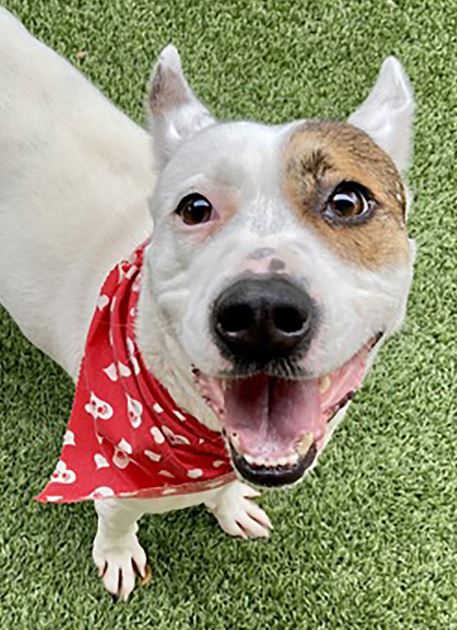 ParksArlington's tweet photo. The answer from Parks Paws Adoption question from yesterday!
🥁 Drum Roll.... 🥁 Out of 32 pets posted, 22 adoptions and 5 rescued. 👏 Keep going Parks fans, that means 5 are still waiting, and many more of their friends at
https://t.co/kr3gOa1u5B https://t.co/5Dn7l22kmx