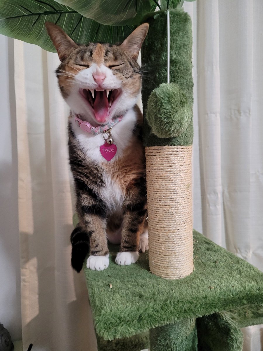 oceanpiixie's tweet photo. Taco cheesin for a new cat tree! https://t.co/fWHp62d7zn