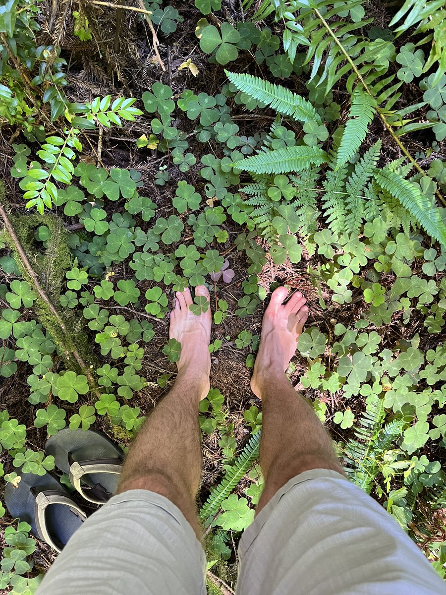 EliLevMusic's tweet photo. Time for a clover bath ☘️

Made it out to the redwood forests of Northern California and just had to jump out of the car and plant my feet in the greenery. 

The magic of nature never ceases to amaze me ✨

#clovers #redwoods #california #naturebath https://t.co/BpzCeVkdOh