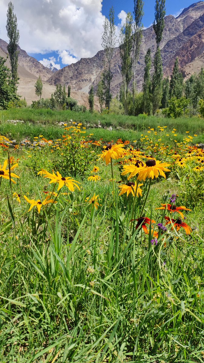BiologyLums's tweet image. Field trip to Hashoopi gardens, Shigar as part of #BIO102. @sbasselums @LifeAtLUMS #LUMSxUOB23