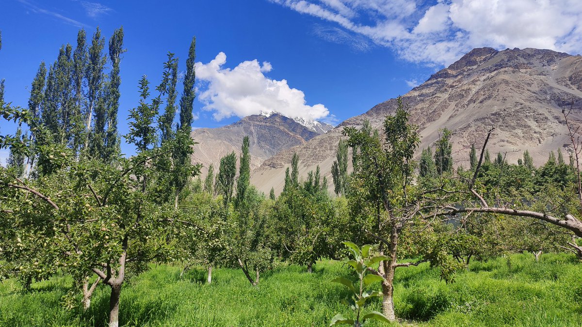 BiologyLums's tweet image. Field trip to Hashoopi gardens, Shigar as part of #BIO102. @sbasselums @LifeAtLUMS #LUMSxUOB23