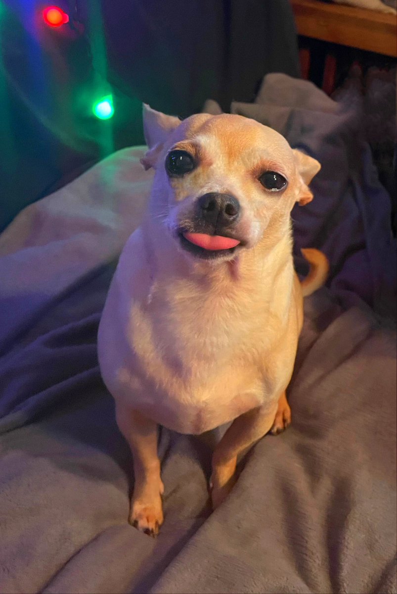 sarahanunn's tweet photo. Me: OMG Jasper! Can you please give the borking at invisible things a rest already? I’m trying to work…
Jasper:
🙄
#DogsWorkingFromHome #sorrynotsorry #SassyPants #Chihuahua #RescueDog #BorkBorkBork #DogTwitter #DogsofTwitter #DogsOnTwitter https://t.co/u3GzVcjeGO