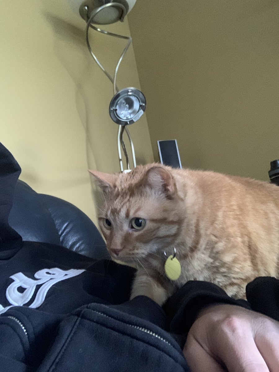 DisorientedStub's tweet photo. Posted on FB about my OG pet Nacho passing away on Monday and it just blows my mind how much of an imprint he had on peoples lives. Converted so many people into cat lives RIP my man. Your brother will show you the ropes up there. Until we meet again https://t.co/ym7wz3MCOR