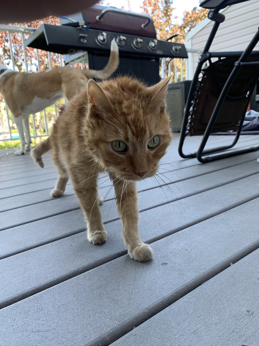 DisorientedStub's tweet photo. Posted on FB about my OG pet Nacho passing away on Monday and it just blows my mind how much of an imprint he had on peoples lives. Converted so many people into cat lives RIP my man. Your brother will show you the ropes up there. Until we meet again https://t.co/ym7wz3MCOR