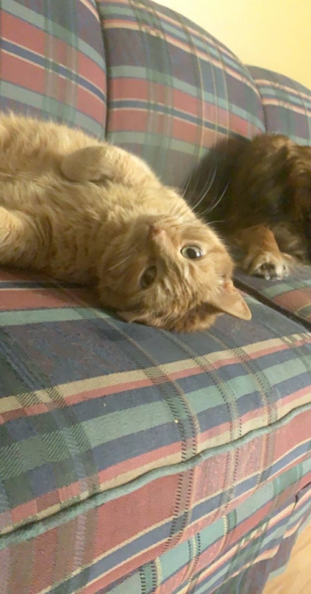 DisorientedStub's tweet photo. Posted on FB about my OG pet Nacho passing away on Monday and it just blows my mind how much of an imprint he had on peoples lives. Converted so many people into cat lives RIP my man. Your brother will show you the ropes up there. Until we meet again https://t.co/ym7wz3MCOR