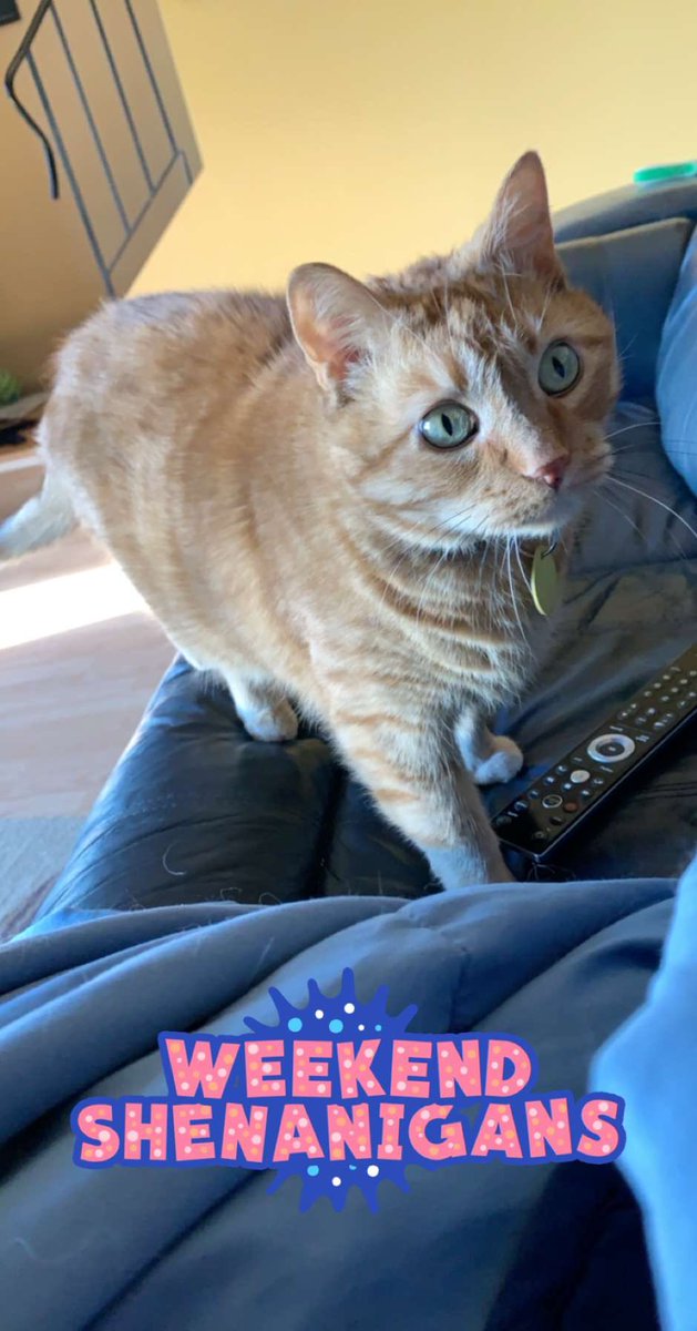 DisorientedStub's tweet photo. Posted on FB about my OG pet Nacho passing away on Monday and it just blows my mind how much of an imprint he had on peoples lives. Converted so many people into cat lives RIP my man. Your brother will show you the ropes up there. Until we meet again https://t.co/ym7wz3MCOR