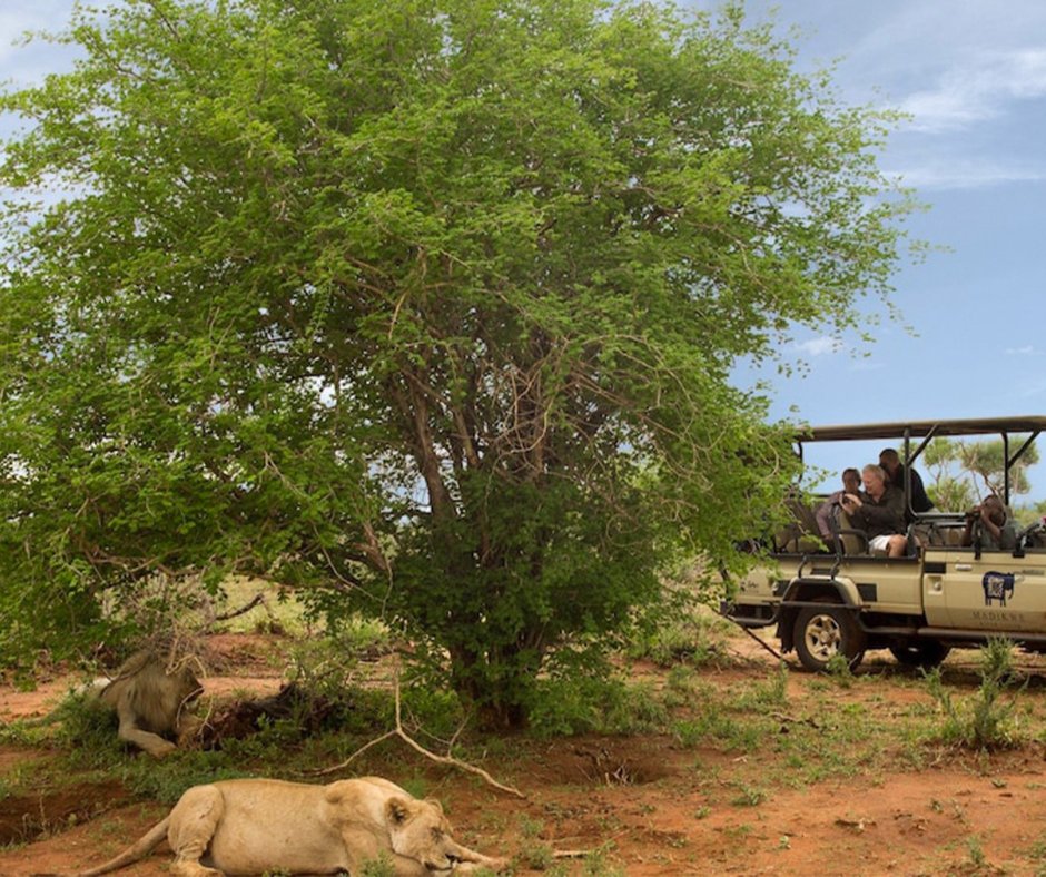 🦁🌿 Exciting Announcement: Our Most Popular Safari Package is a 5 day family safari at Madikwe River Lodge in South Africa🌿🦓
The lodge offers guests a luxurious and immersive wildlife experience.
bit.ly/3OvX1Pg
 #madikwegamereserve  #knaptours