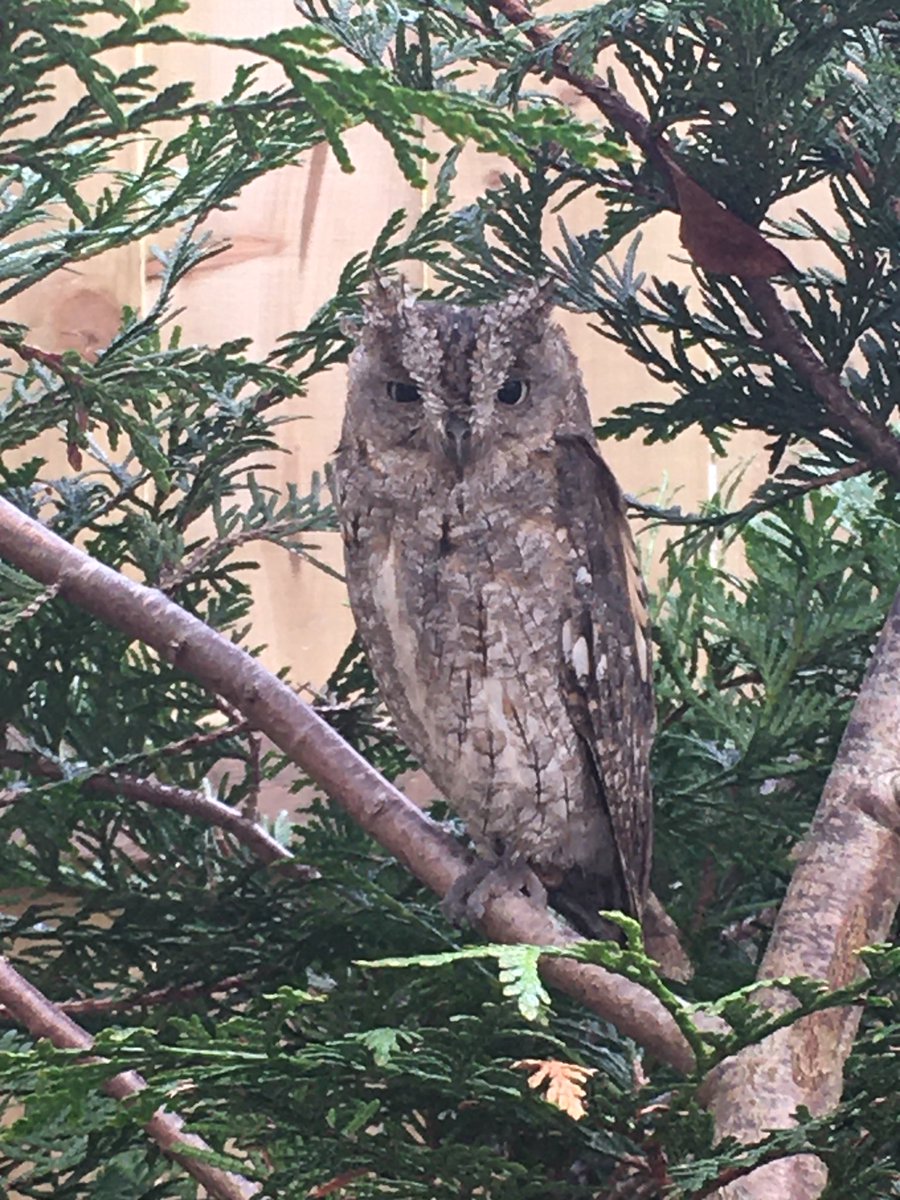 Scottish Owl Centre tweet media