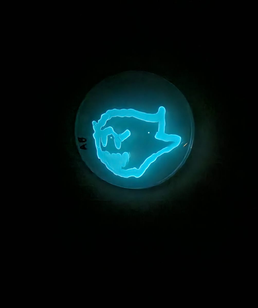 NicMorgz's tweet photo. Had some fun getting our Vibrio Harveyi to grow. Thanks to Adam Sharples for making the media helping these guys glow #bioluminescence #microbialart #microbiology #marioboo https://t.co/t9QpqVrkWx