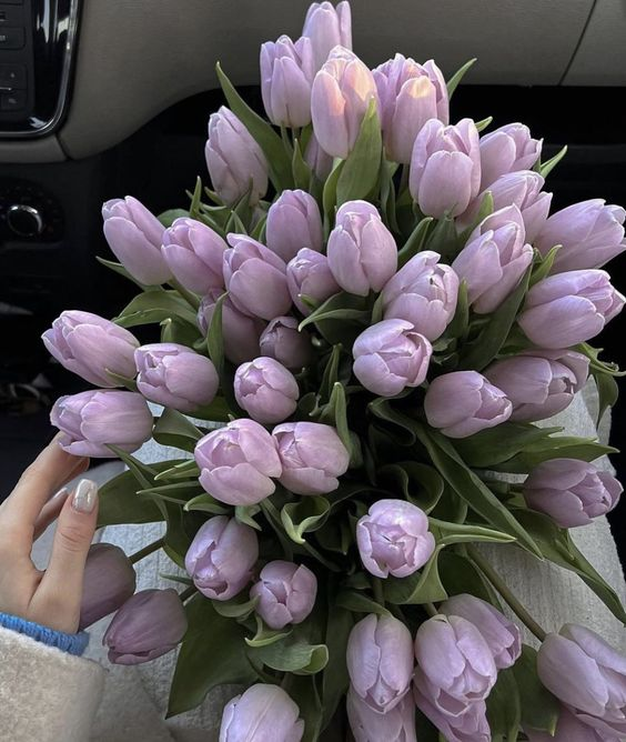 lavieestbelIe's tweet photo. Purple tulips https://t.co/3rJKMvBqlt