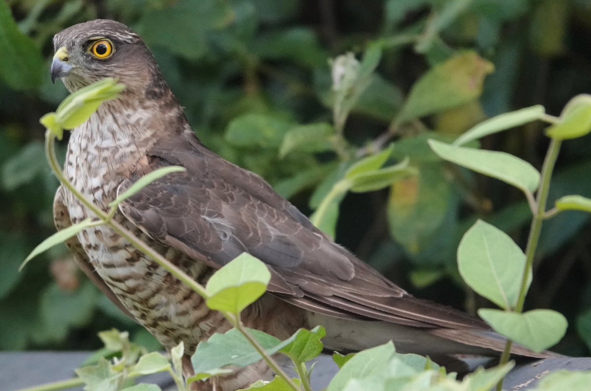 Female Sparrowhawk in garden earlier. One of my favourite birds. #SonyRX10IV