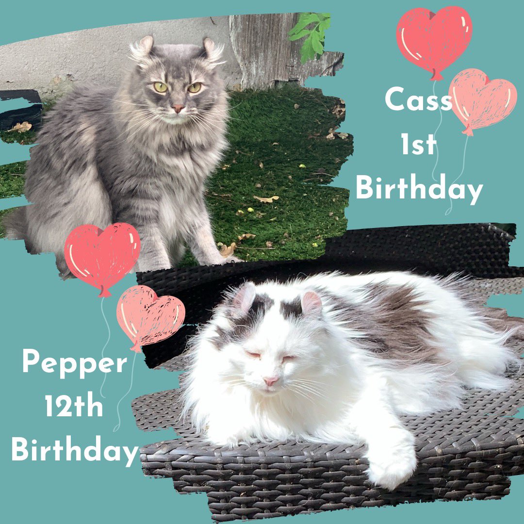 NogPepperMe's tweet photo. Double celebrations today!! 
Happy Birthday 🥳 to Pepper, 12 today!! You’re such a special princess and always sharing hugs 🤗 
Happy Birthday 🥳 to Cass, 1 today!! You’re such a sweet boy and full of mischief! Don’t grow up!! Love you both so much xx https://t.co/TXBrFnlla7