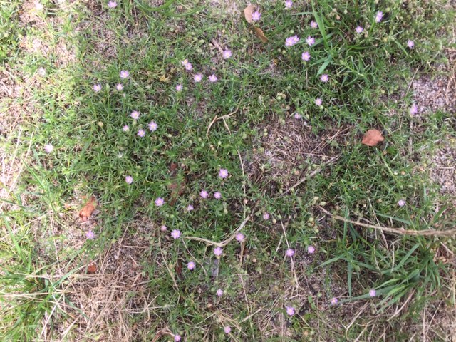 #Petersfield Red spurrey on Petersfield Heath
@StreetBotany
@NearbyWild
@LGSpace
@wildflowerhour
@morethanweeds