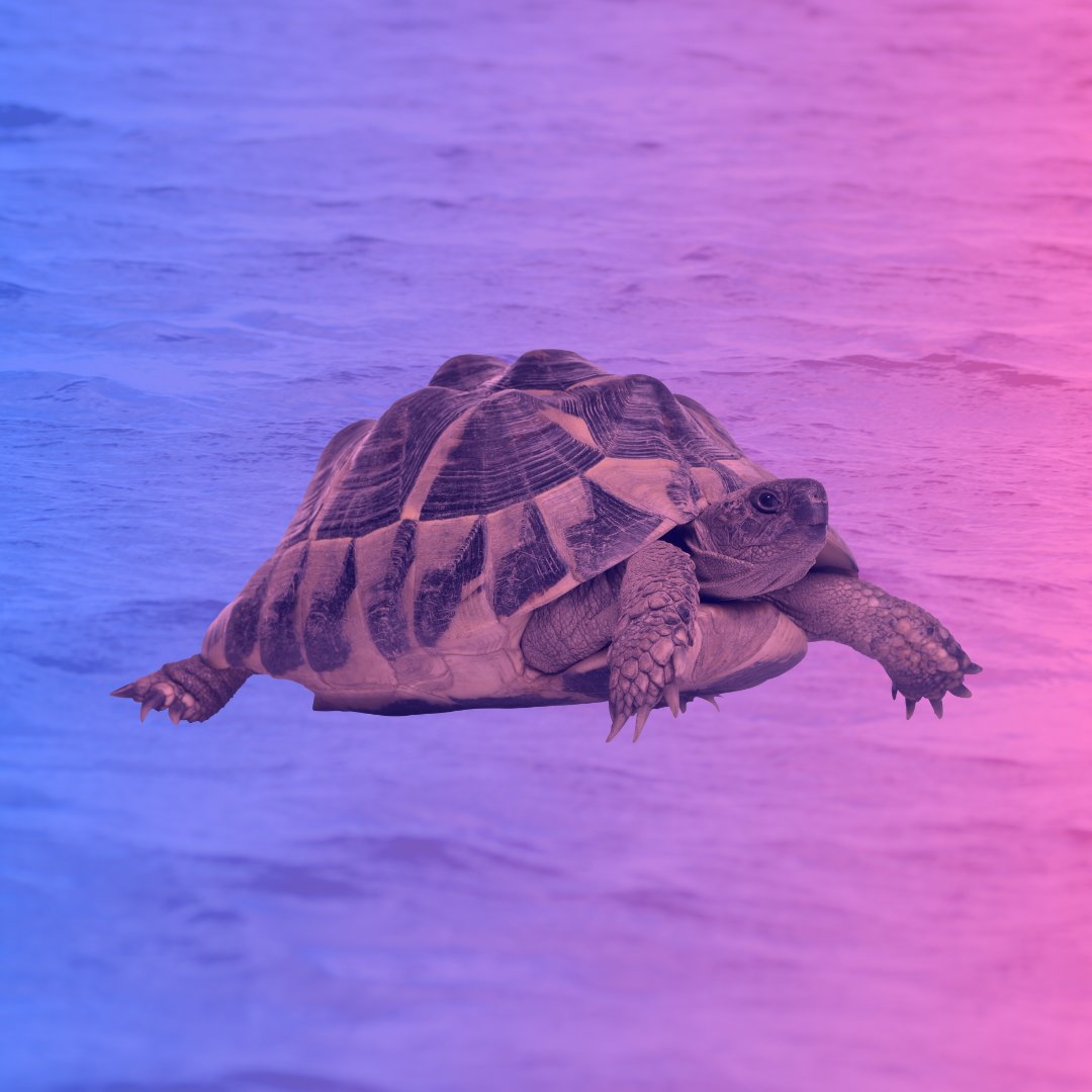 flashpricer's tweet image. Other repricers be like...

#tooslow #repricing #timeismoney #amazonseller #walmartmarketplace