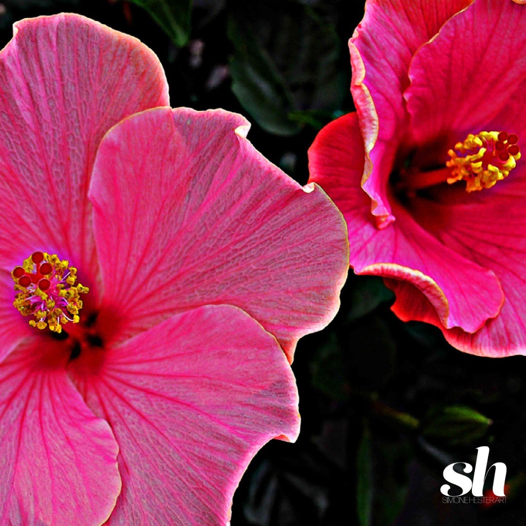 SimoneHesterArt's tweet photo. One of my most favorite places in the world is Maui, Hawaii. Tropical hibiscus are everywhere and thrive year long (unlike here in the Chicagoland area where they're an annual).

#tropicalflowers #hibiscus #hawaii #hawaiianflowers #botanicalphotography #floralart https://t.co/CLgdZFEfy7