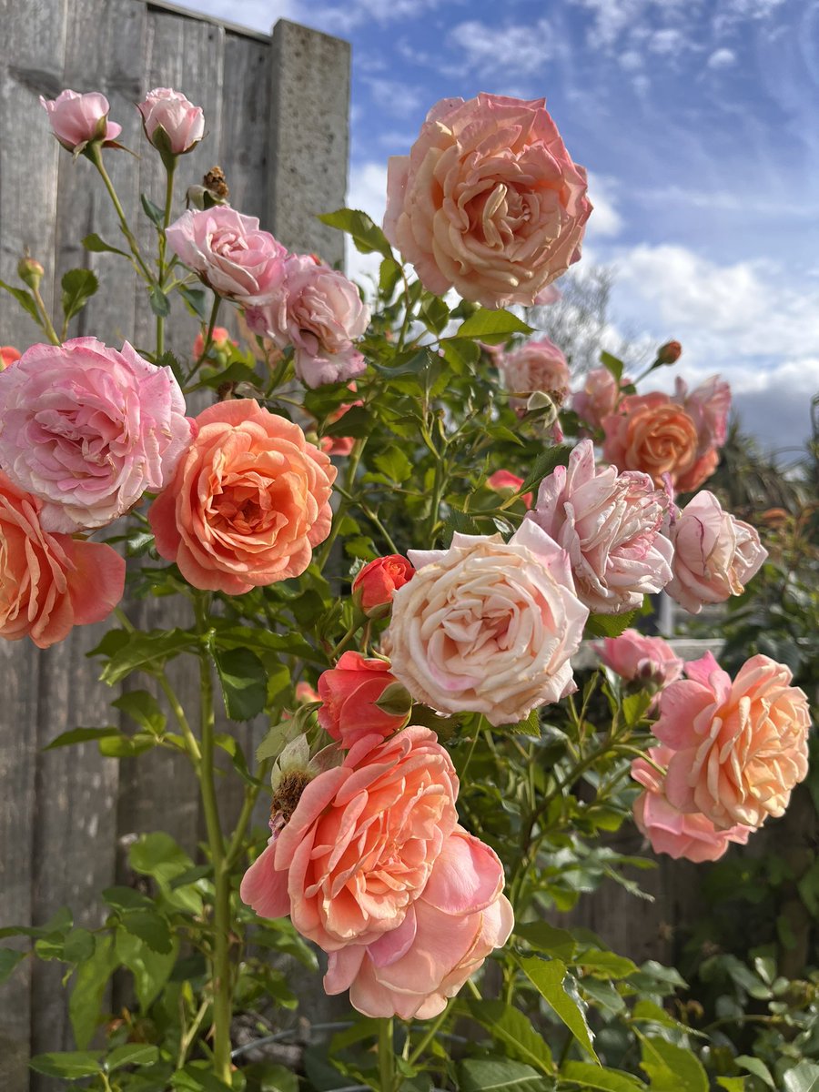 ‘Peach Melba’ #RoseOfTheYear 2023, full of flowers at the moment (and has been for a while) #Roses #RoseWednesday #gardening