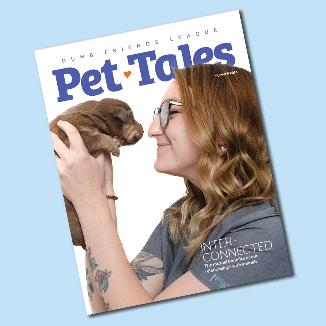Check out the most recent issue of #PetTales to learn more about the mutual benefits of our relationships with animals: bit.ly/43LICmy #HumanAnimalBond #DumbFriendsLeague #CompassionAlways #AnimalWelfare #AnimalShelter