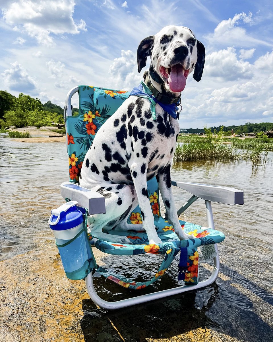 Spotted at the river! This good boy has the best seat for cruising through the dog days of summer. 📸 @ kevins.got.spots