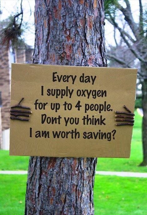 Everyday is a good day to plant a tree Because... Everyday is a good day to breathe oxygen Everyday is a good day to have rain Everyday is a good day to eat fruits Everyday is a good day to enjoy cool temperatures Everyday is a good day for animals to have a place to call home.