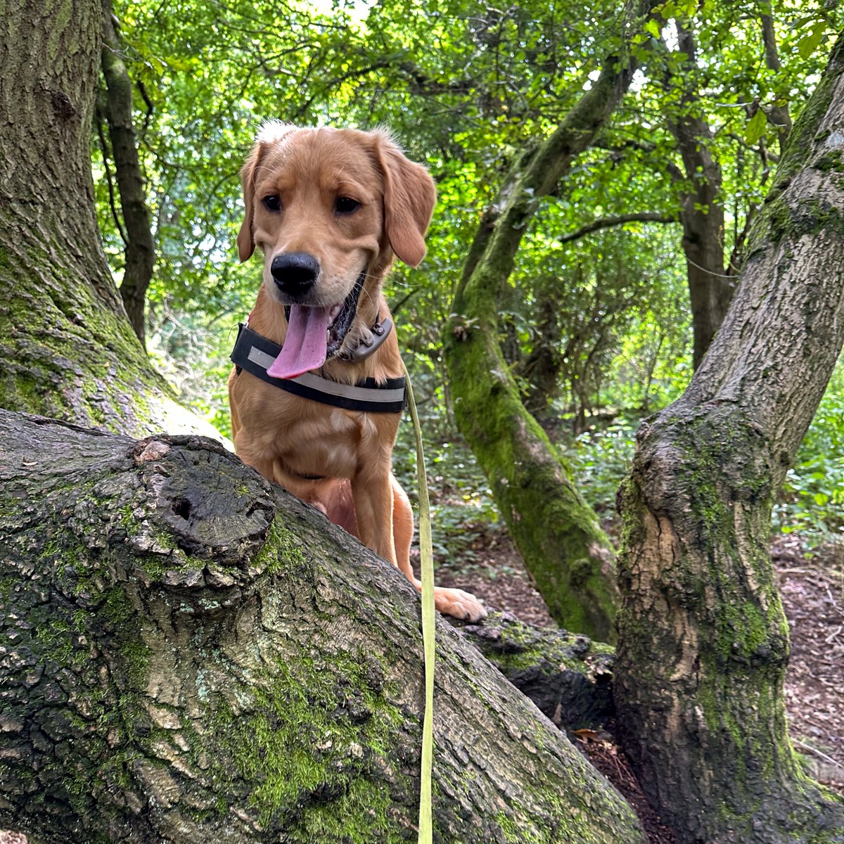 Lunchtime tree climbing #goldenretrievers #dogwalking #lunchtimewalks #petphotography #dogphotography #puppyphotos #goldenpuppy #redmoonshine #woodlandwalks