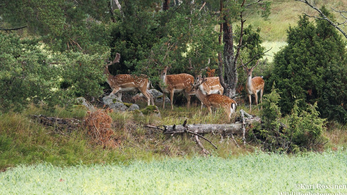 Kuusipeura ryhmä 8/2023. #damadama #fallowdeer #nature #wild