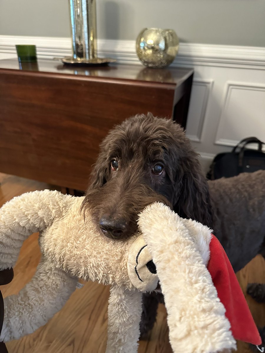 david_facteau's tweet photo. Working from my parents place for the day…

Pro: My dog is here 
Con: He’s too cute to focus https://t.co/ScFe2LWx2M