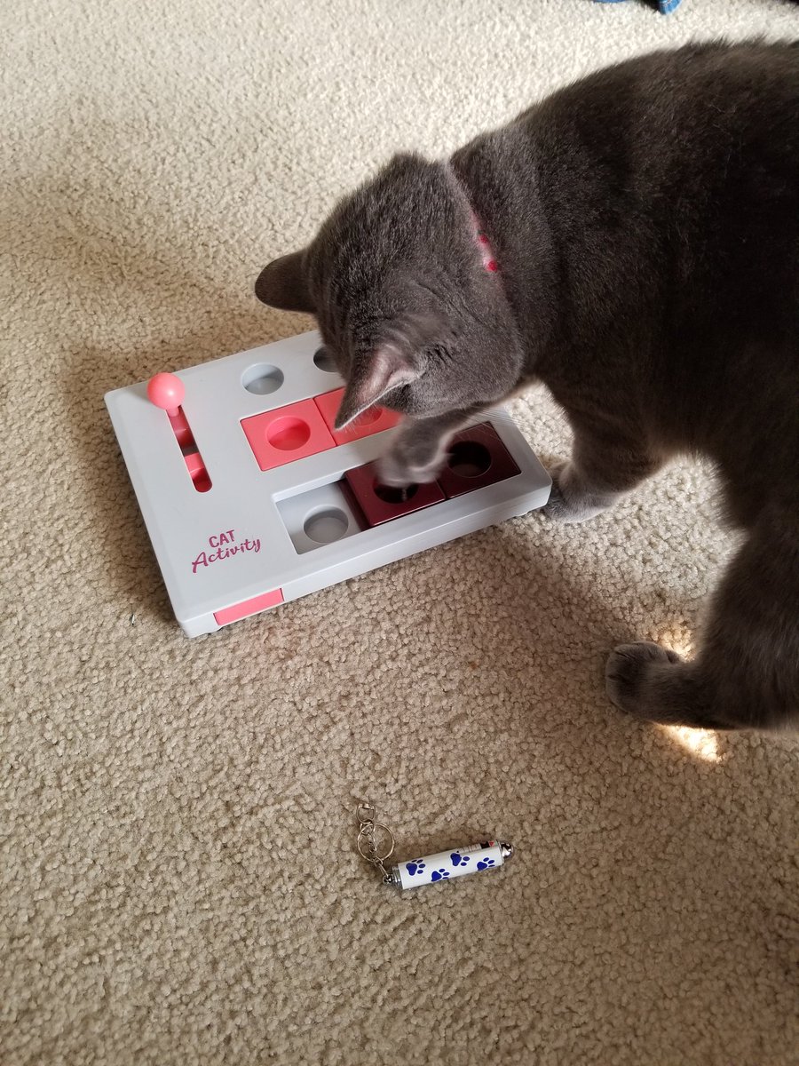 ToriaK9's tweet photo. how can a cat be this smart and this stupid at the same time https://t.co/HOD8xjkEmi
