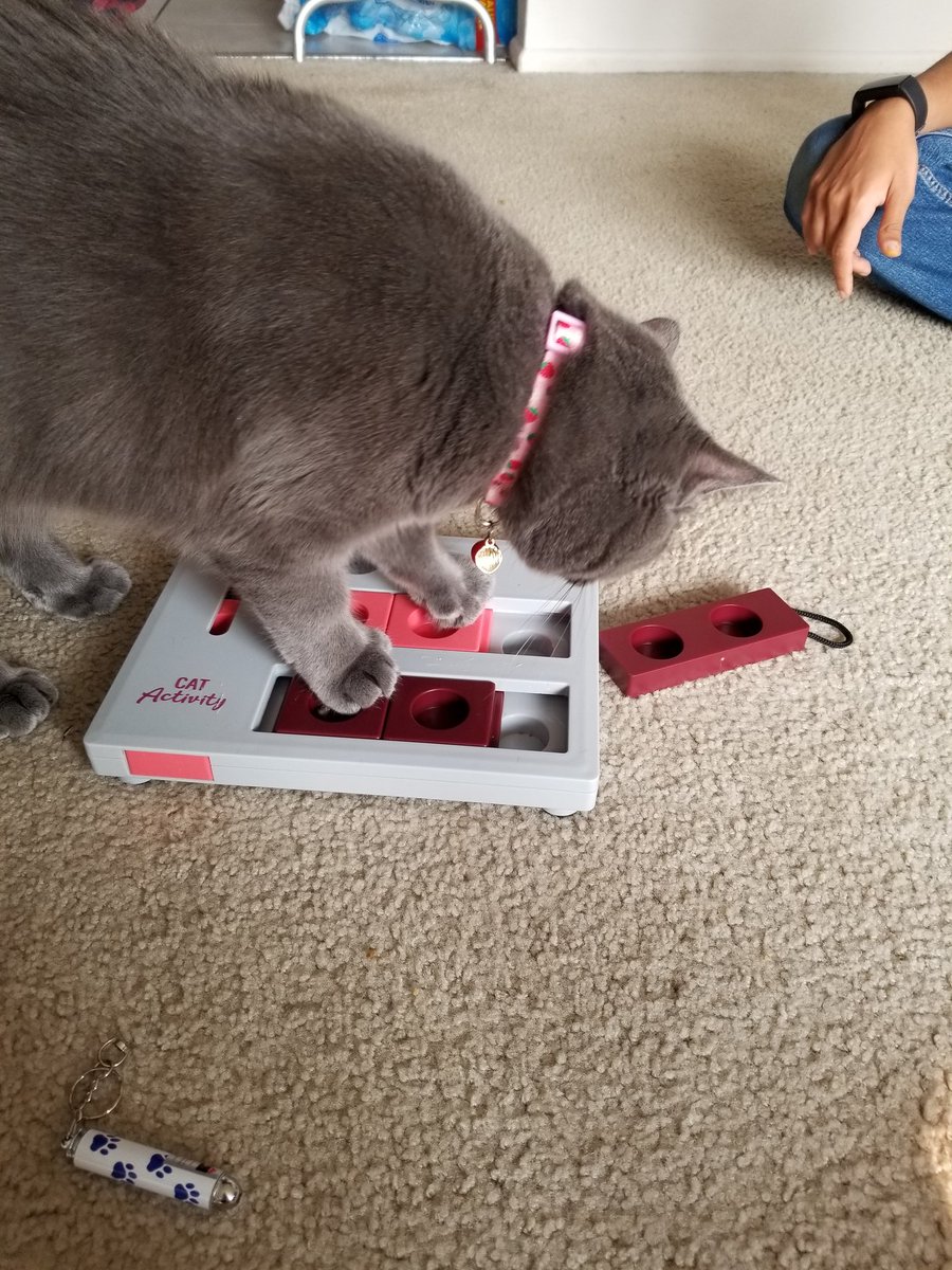 ToriaK9's tweet photo. how can a cat be this smart and this stupid at the same time https://t.co/HOD8xjkEmi