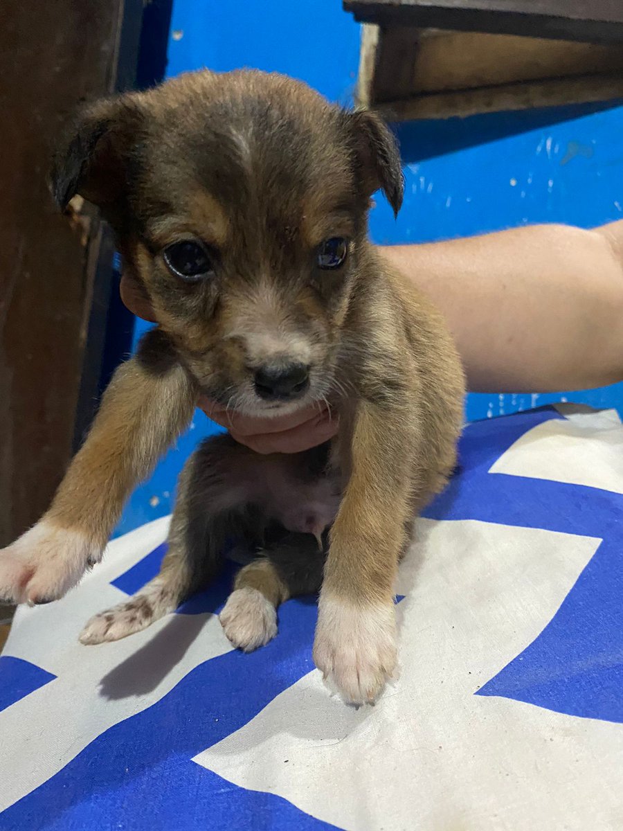 alexjacquier13's tweet photo. Perritos hermosisimos en adopción ❤❤❤ ayúdenme con un rt por fa para que consigan un hogar donde se les ame mucho https://t.co/4jsYHROqRS