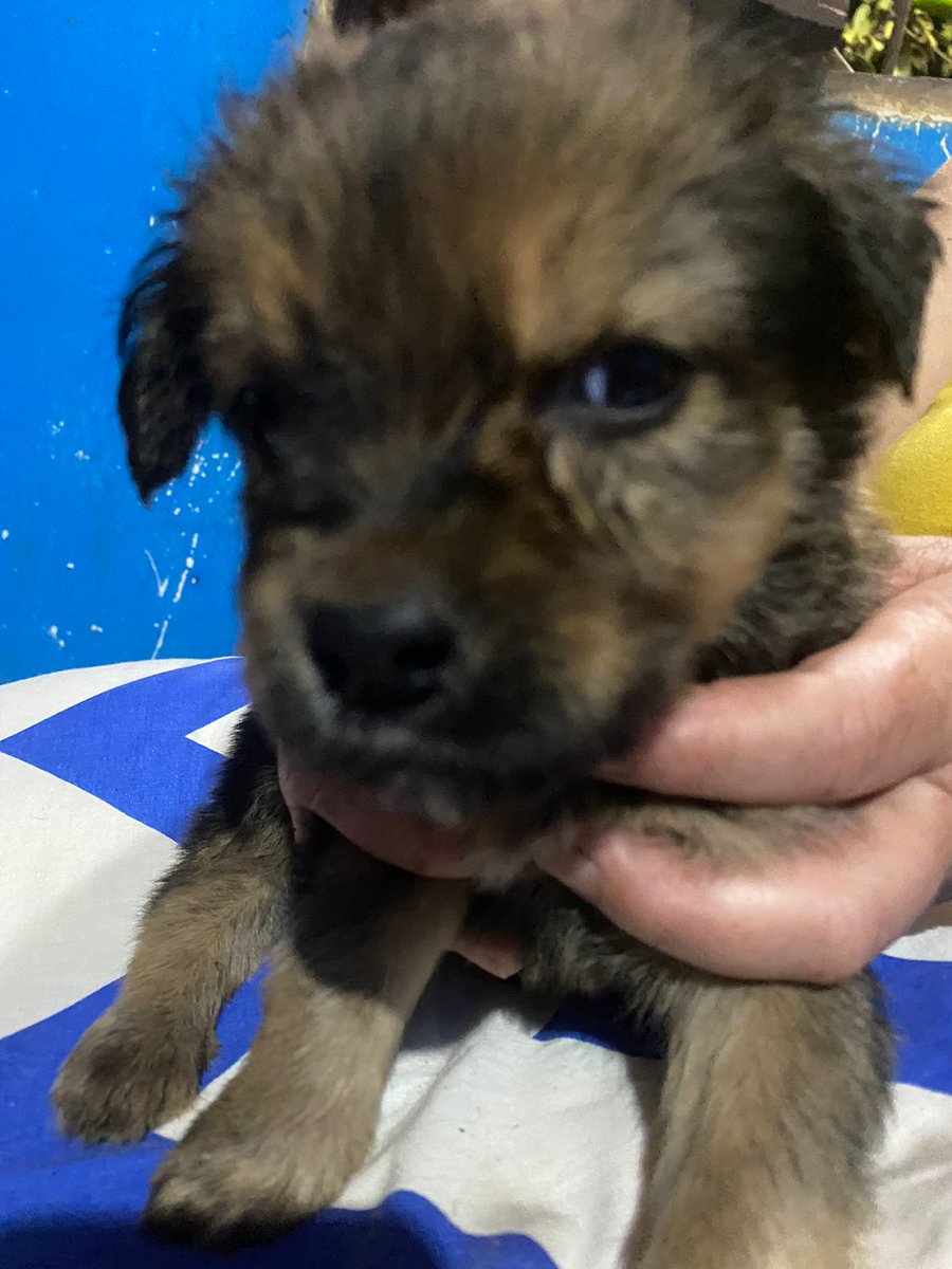 alexjacquier13's tweet photo. Perritos hermosisimos en adopción ❤❤❤ ayúdenme con un rt por fa para que consigan un hogar donde se les ame mucho https://t.co/4jsYHROqRS